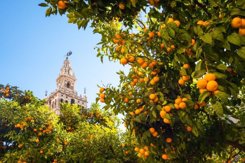 10 things to do in Seville