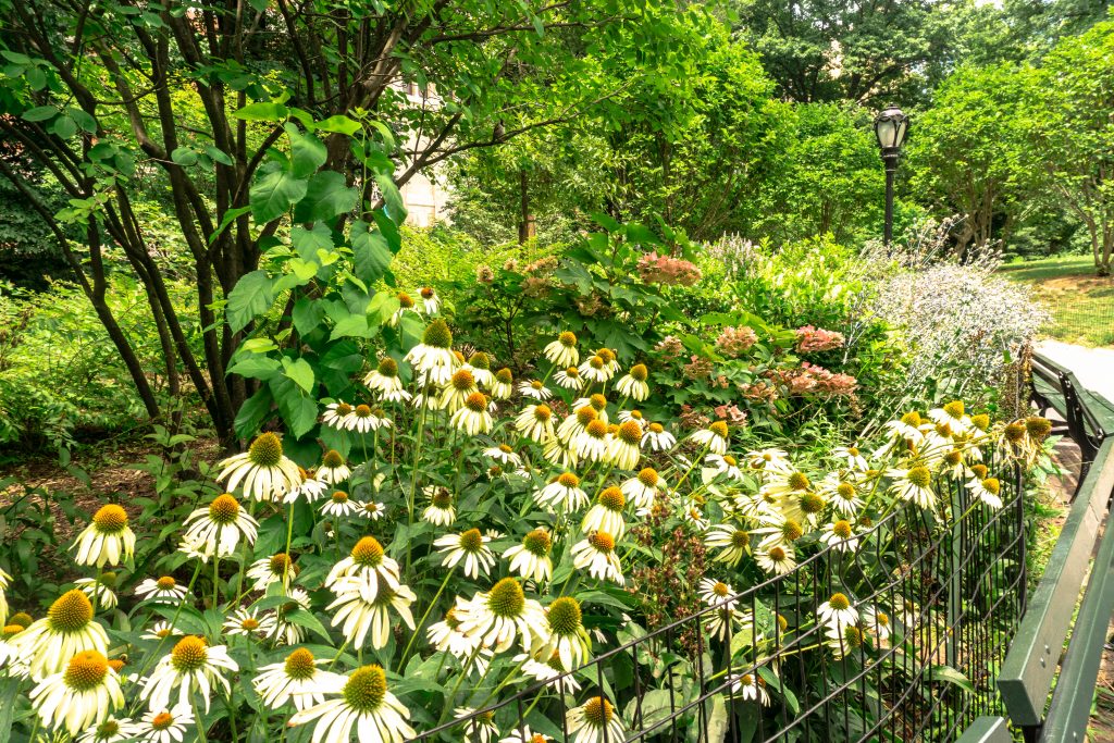 nature central park new york city